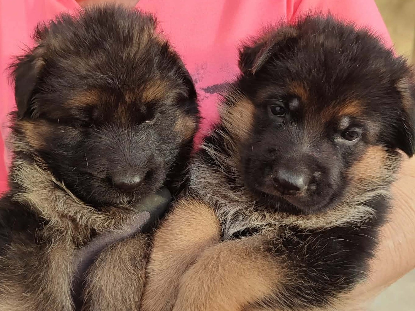 Chiots