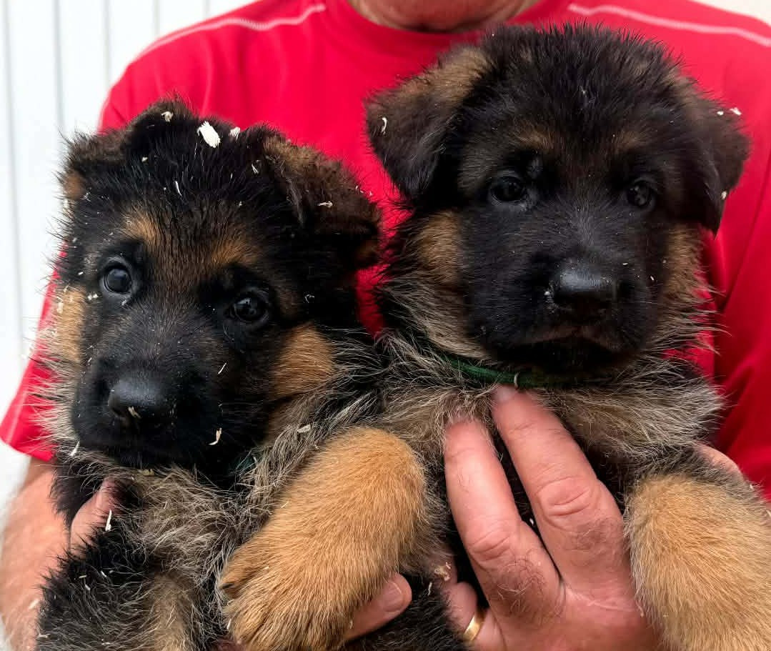 Chiots