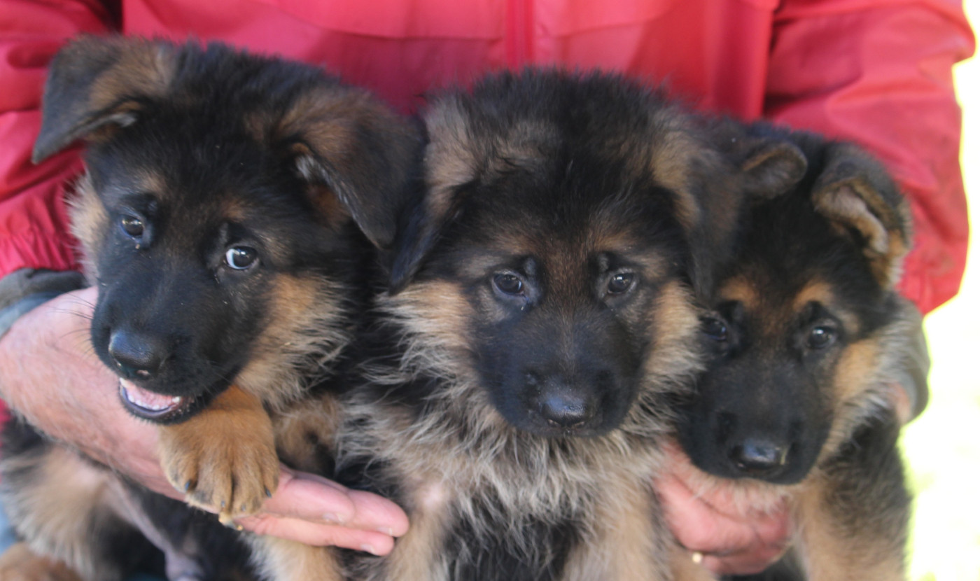 Chiots
