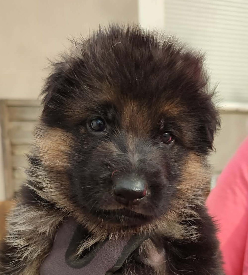 du grand Revoyet - Chiots disponibles - Berger Allemand