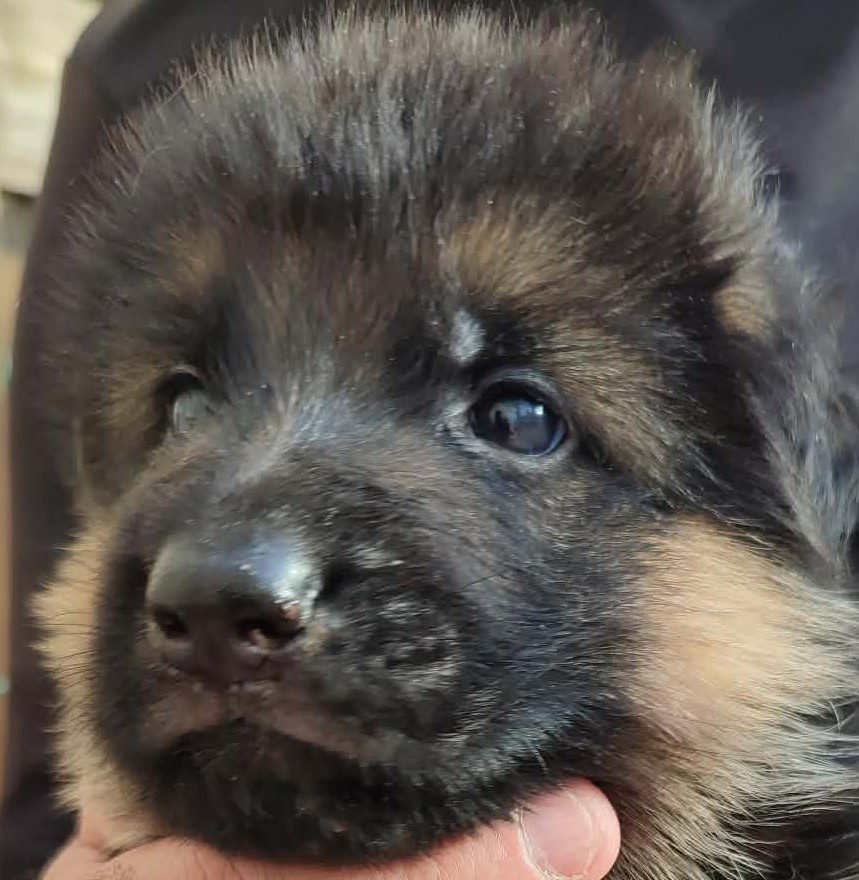 du grand Revoyet - Chiots disponibles - Berger Allemand