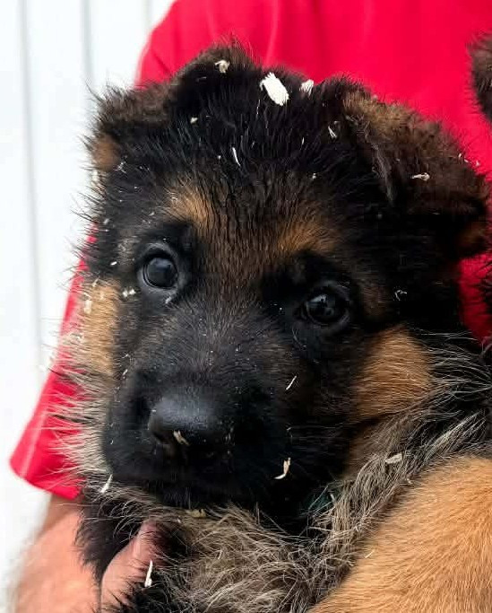 du grand Revoyet - Chiots disponibles - Berger Allemand
