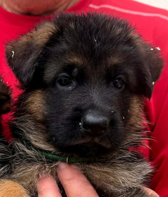 du grand Revoyet - Chiots disponibles - Berger Allemand