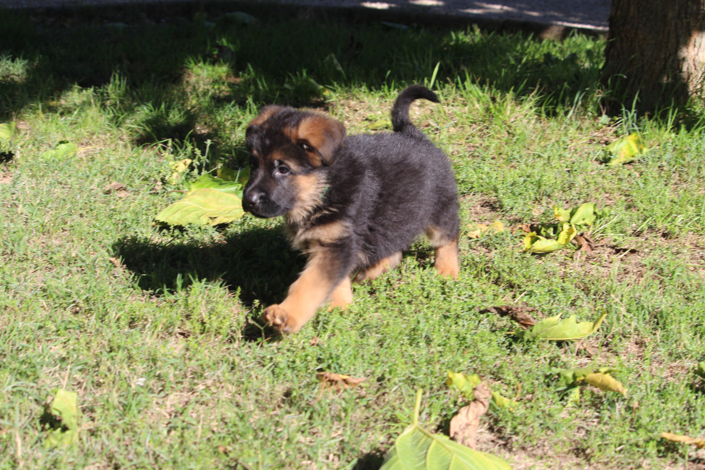 du grand Revoyet - Chiots disponibles - Berger Allemand