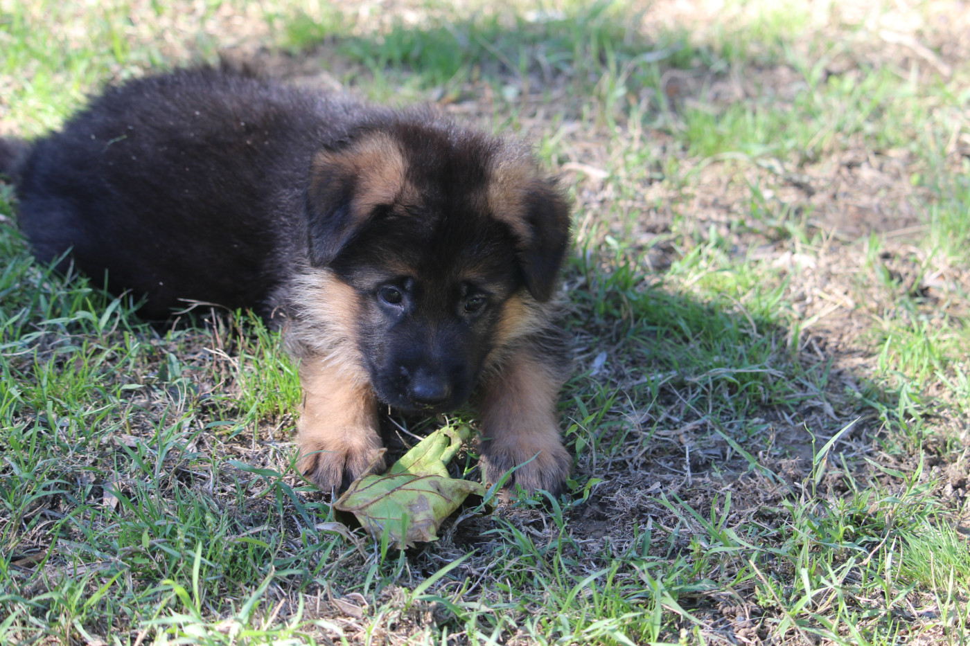 du grand Revoyet - Chiots disponibles - Berger Allemand