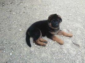 du grand Revoyet - Chiots disponibles - Berger Allemand